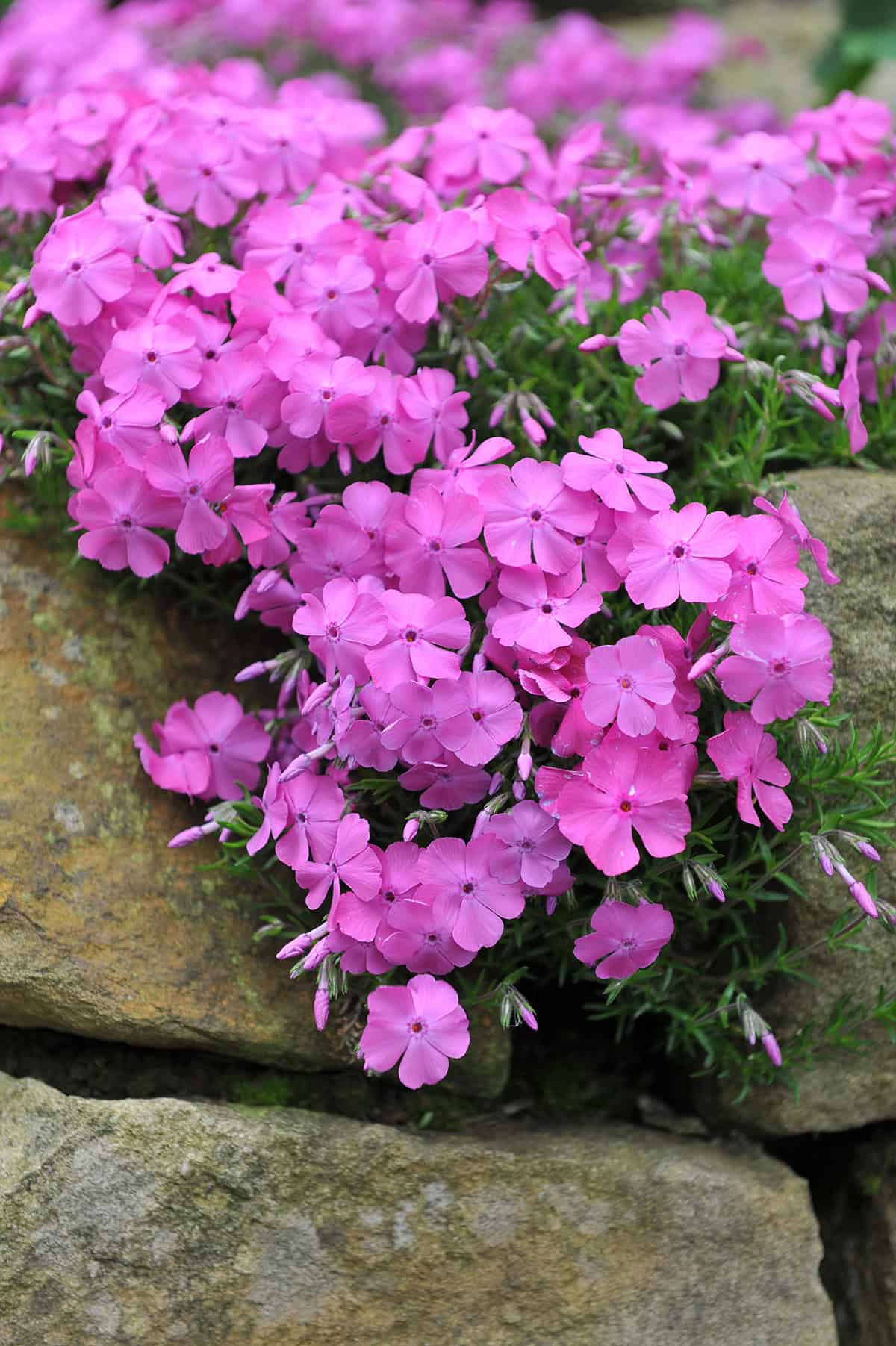 Creeping Phlox Temperature And Humidity