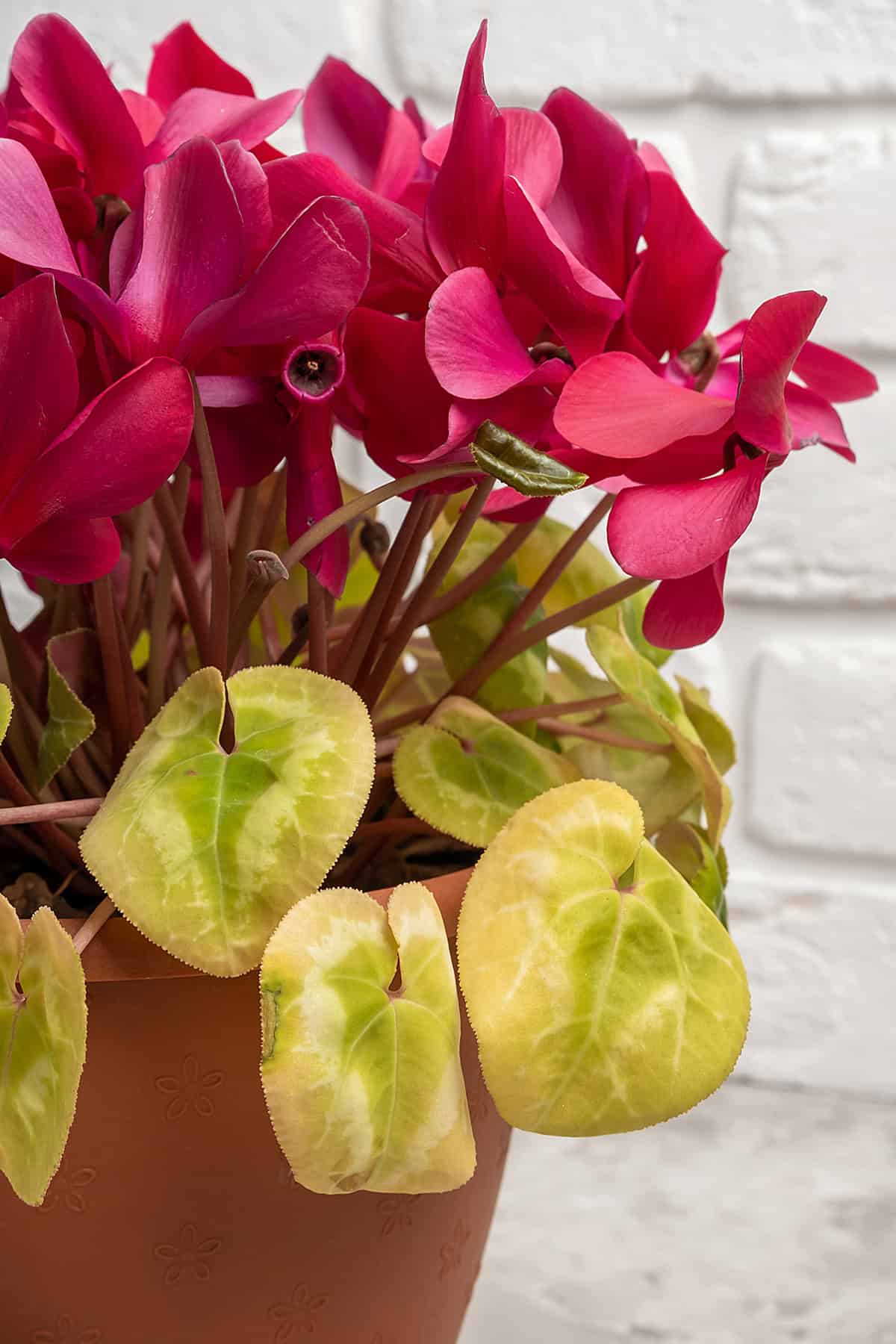 Cyclamen Common Problems & Troubleshooting