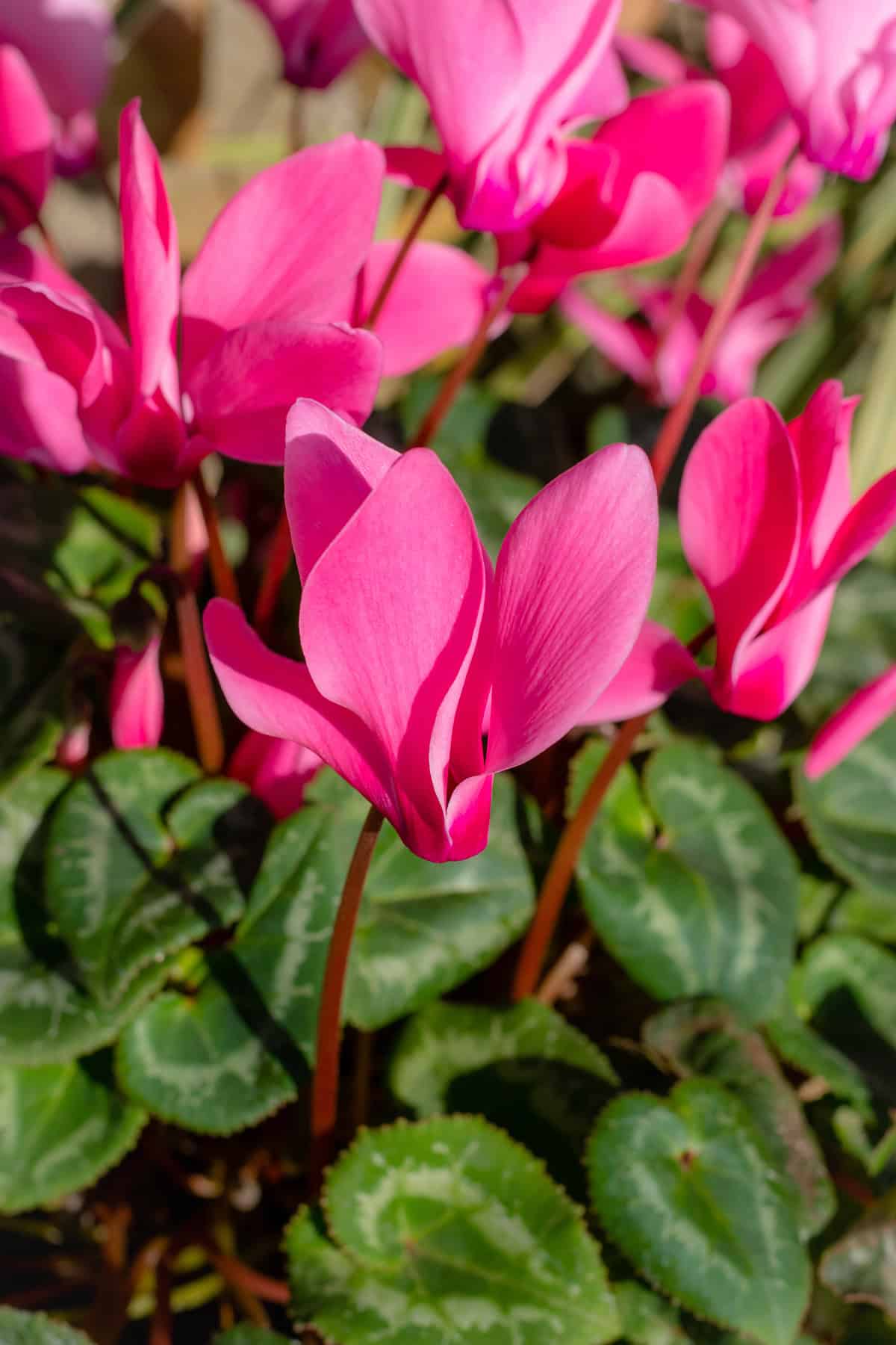 Cyclamen Light