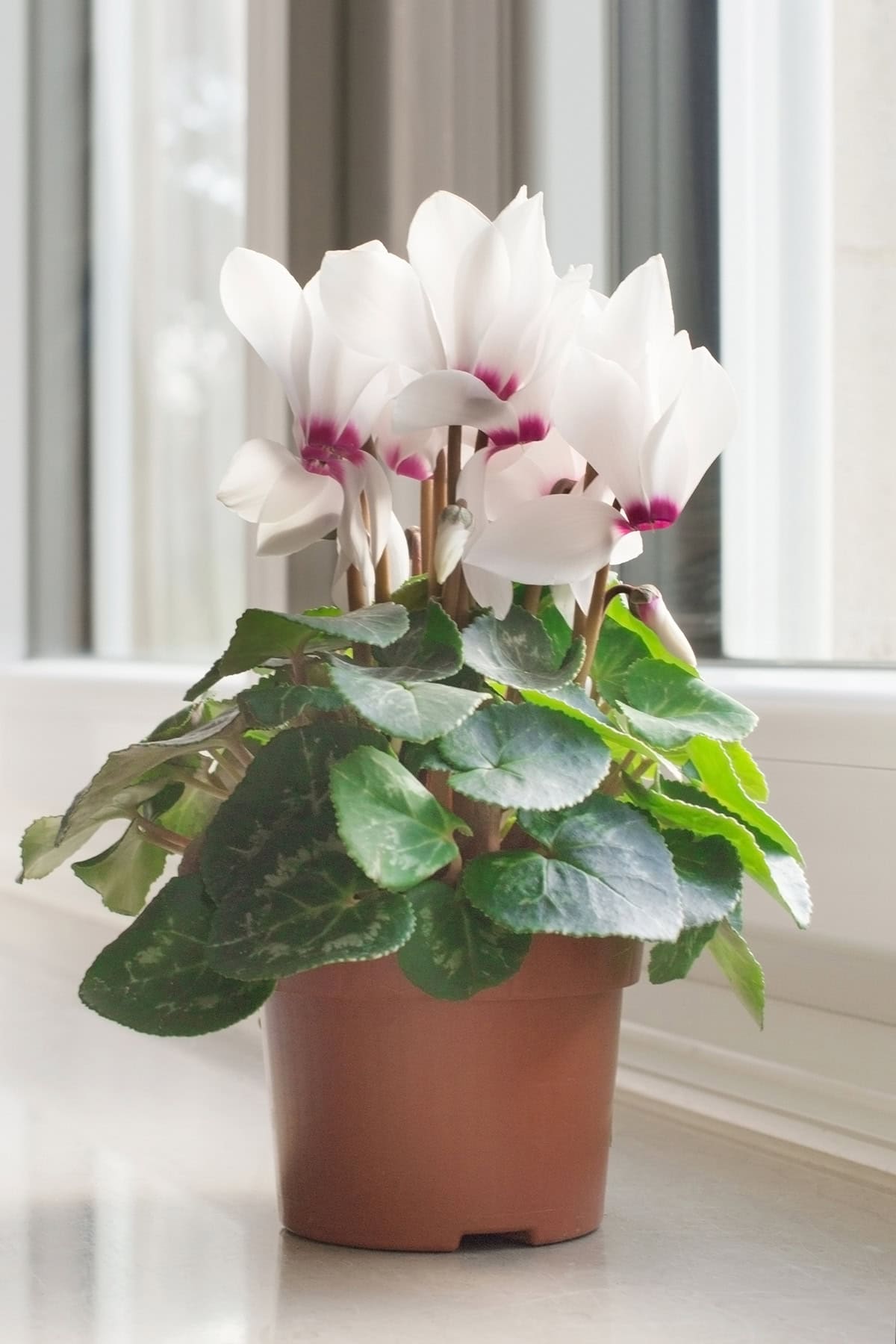 Cyclamen Potting And Repotting