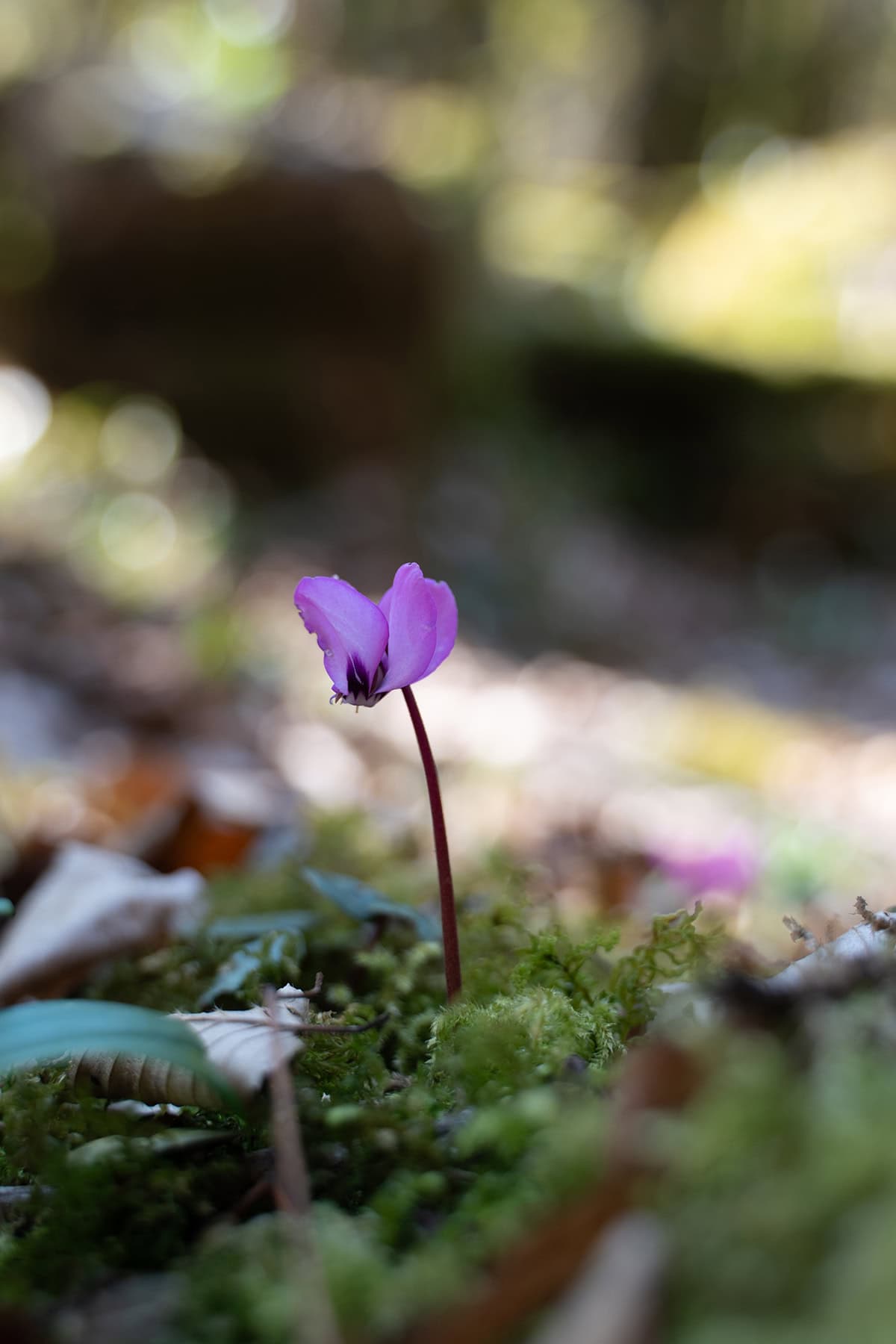 Cyclamen Propagation