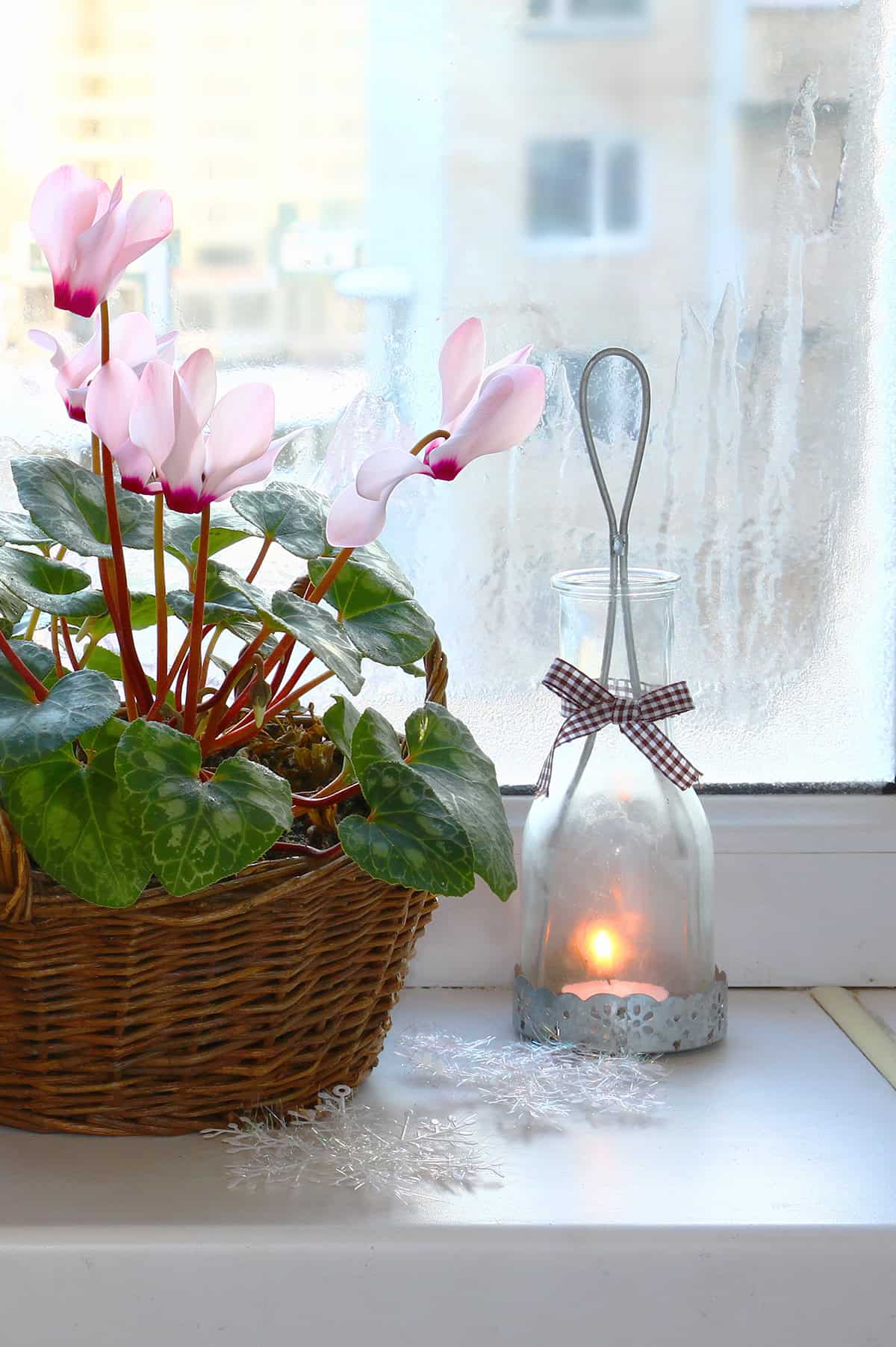 Cyclamen Temperature And Humidity
