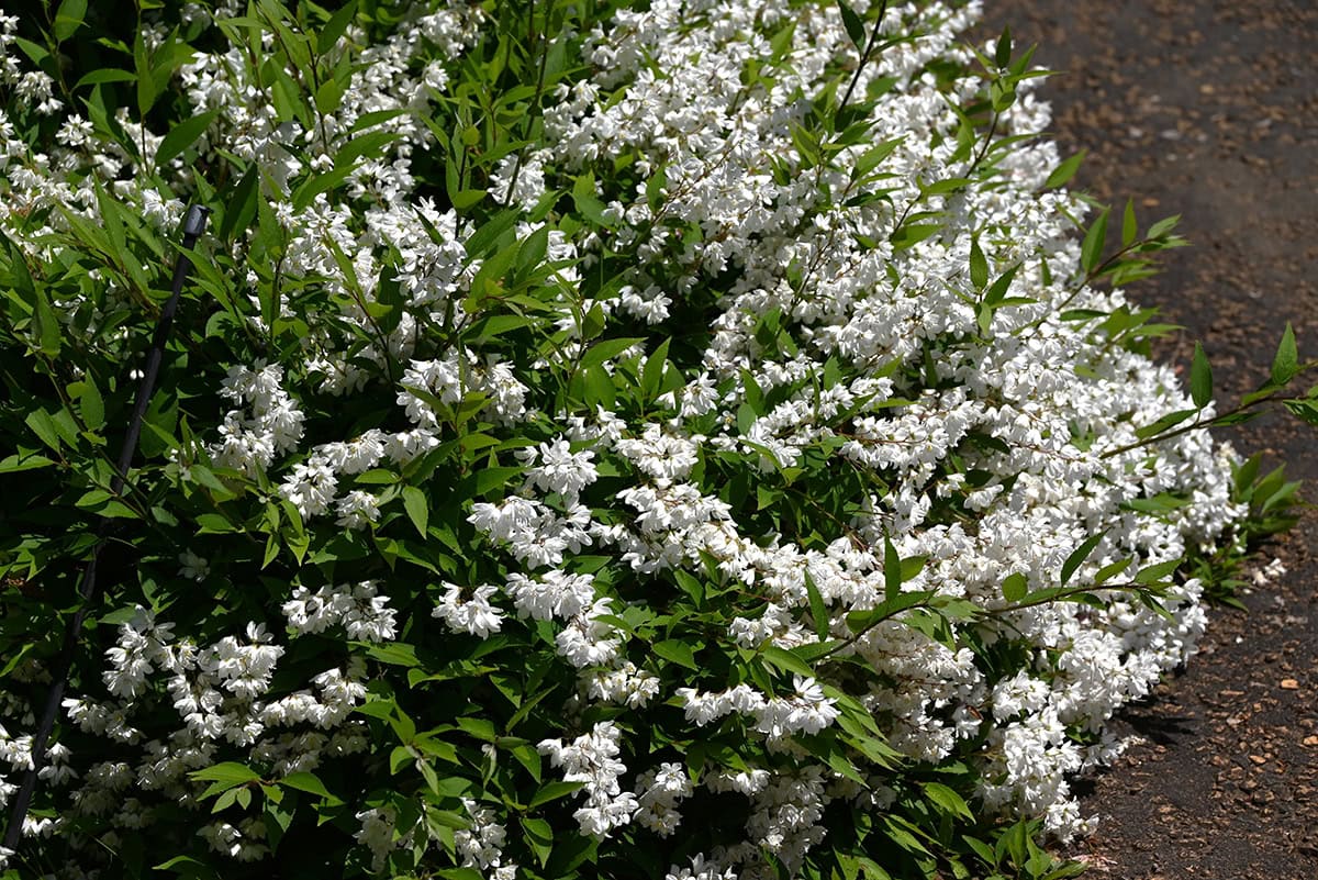 Deutzia