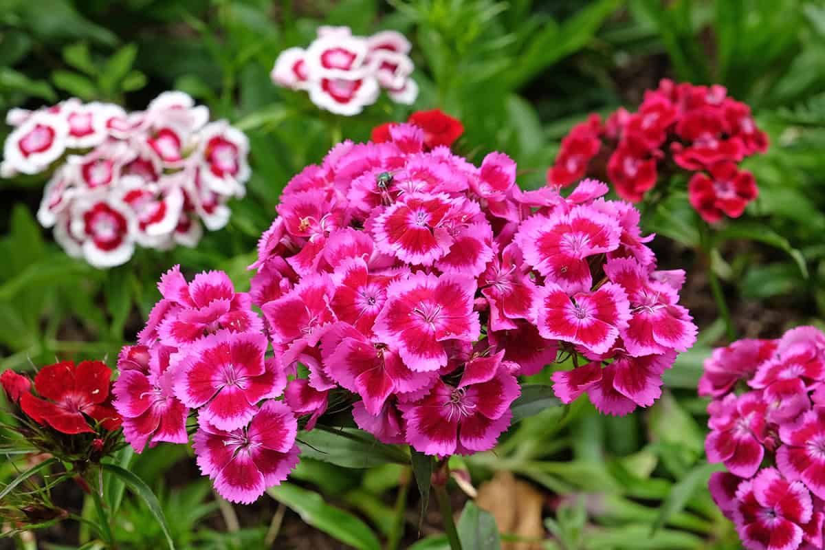 Dianthus