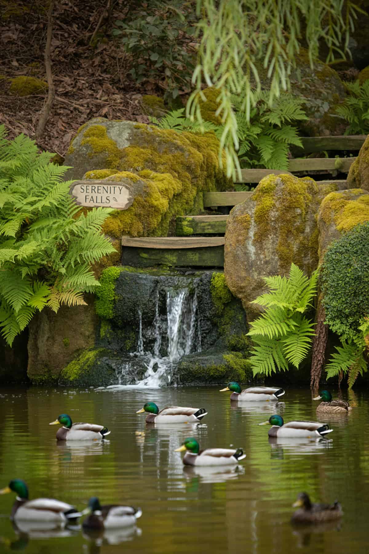 Duck Pond with Waterfall Feature