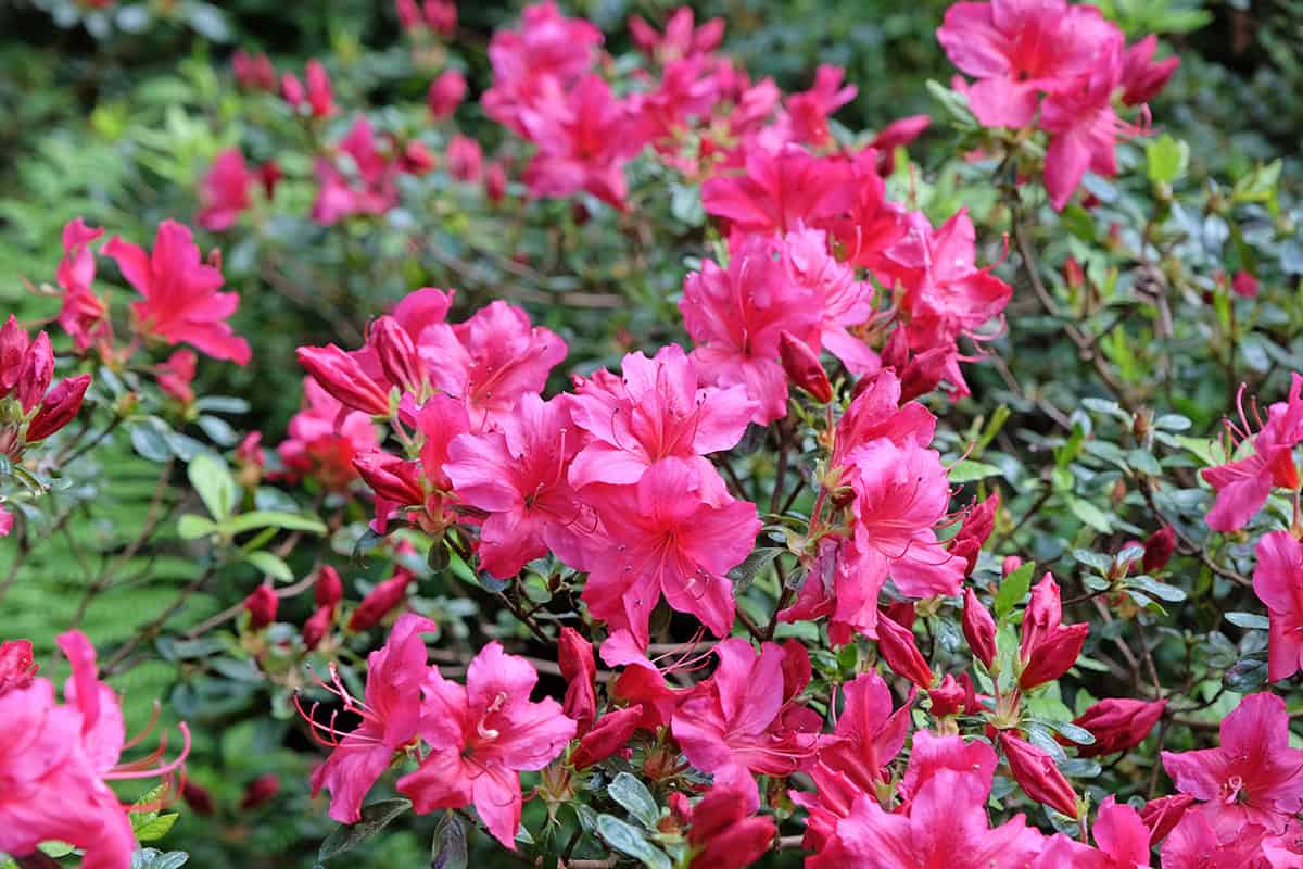 Dwarf Azalea (Rhododendron ‘Girard’s Fuchsia’ Or ‘Snow’—Compact Varieties)