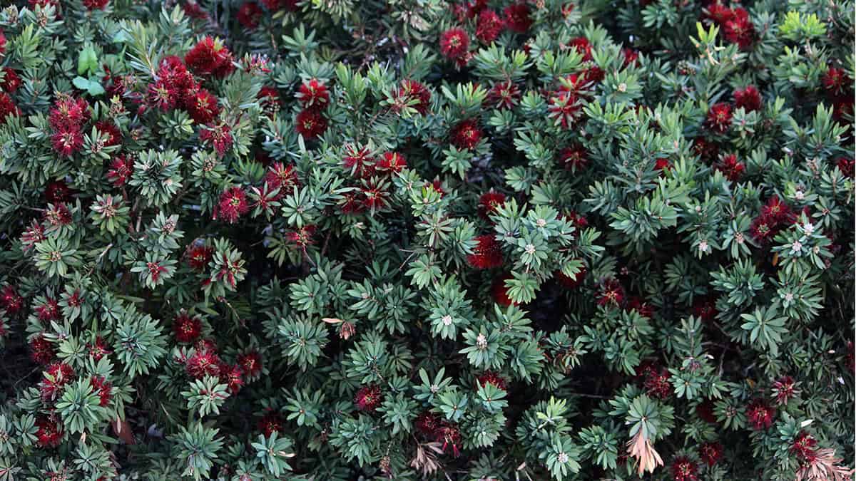 Dwarf Bottlebrush Tree