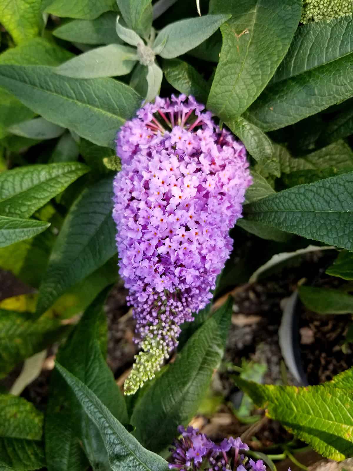 Dwarf Butterfly Bush (Buddleia davidii ‘Blue Chip’)