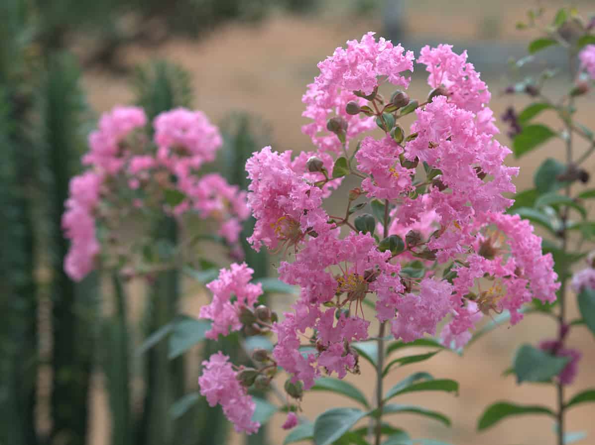 Dwarf Crape Myrtle (Lagerstroemia indica ‘Pocomoke’, ‘Chickasaw’, or ‘Petite’ Varieties)