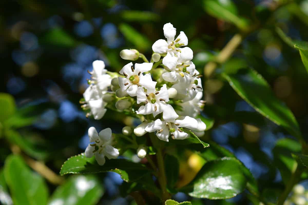 Dwarf Escallonia (Escallonia ‘Iveyi’)