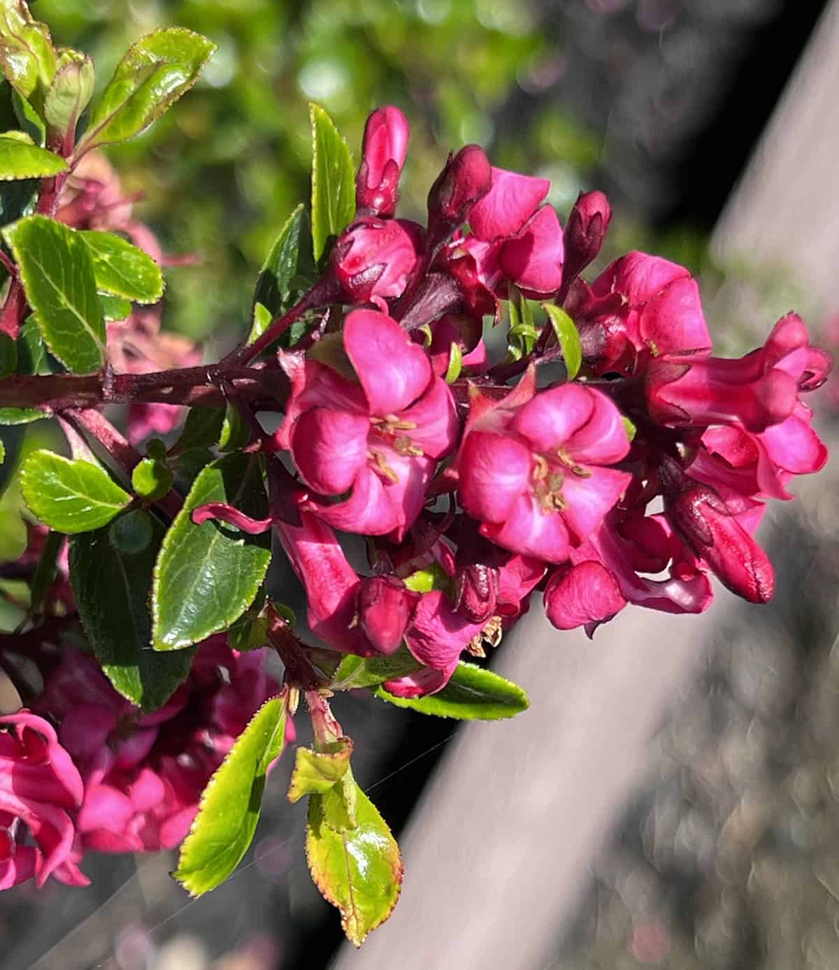 Dwarf Escallonia