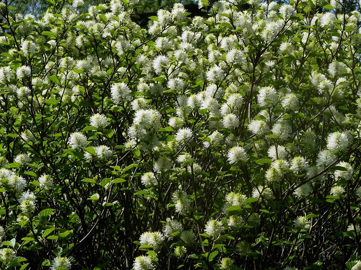 Dwarf Fothergilla (Fothergilla gardenii)