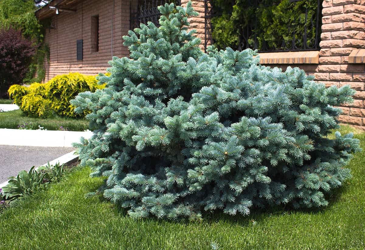 Dwarf Globe Blue Spruce (Picea pungens ‘Glauca Globosa’)