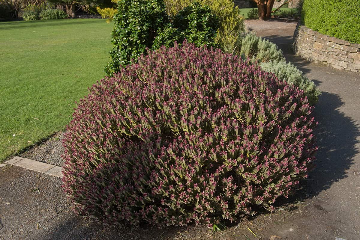 Dwarf Hebe (Hebe ‘Red Edge’ Or ‘Emerald Gem’)