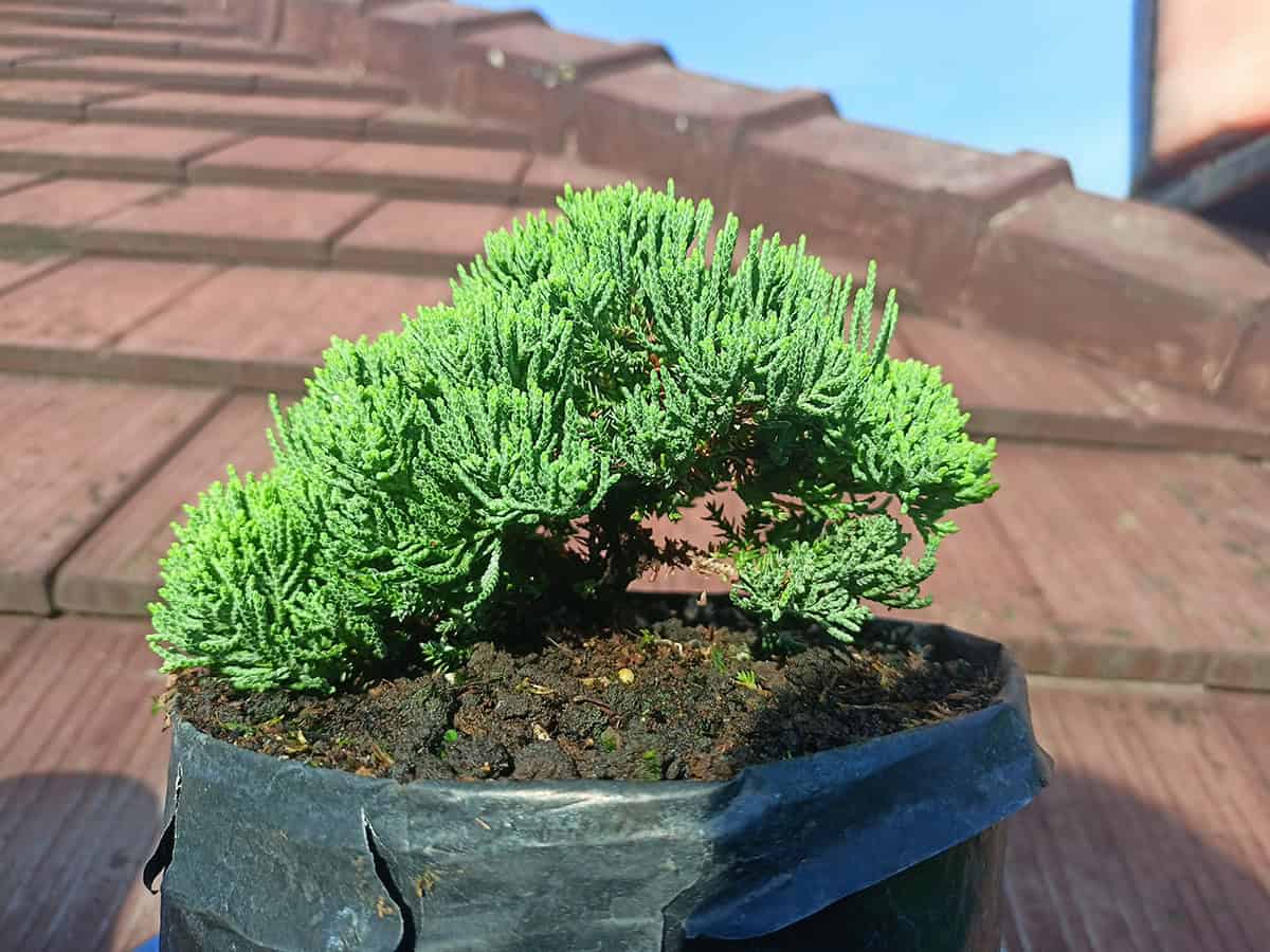 Dwarf Japanese Garden Juniper (Juniperus procumbens ‘Nana’)