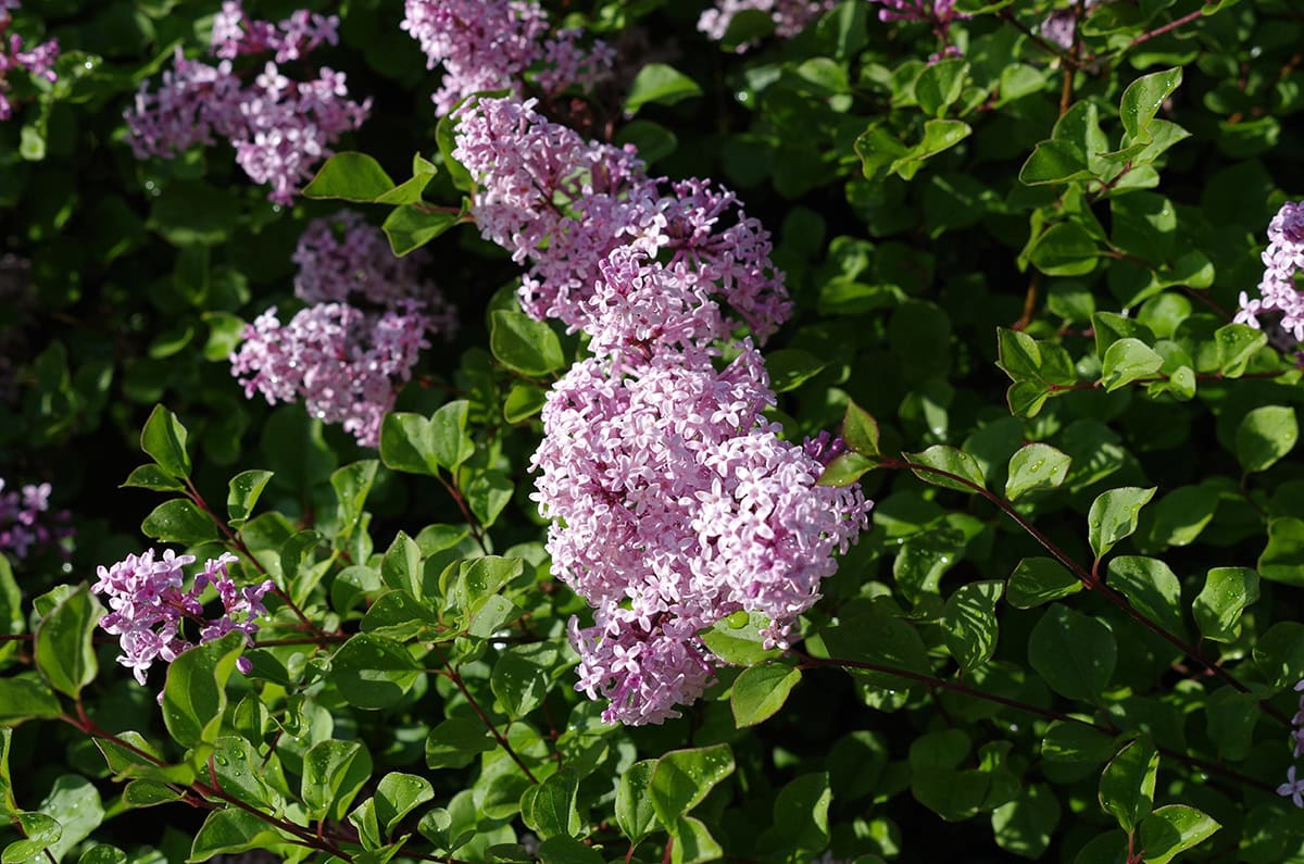 Dwarf Korean Lilac (Syringa meyeri ‘Palibin’)