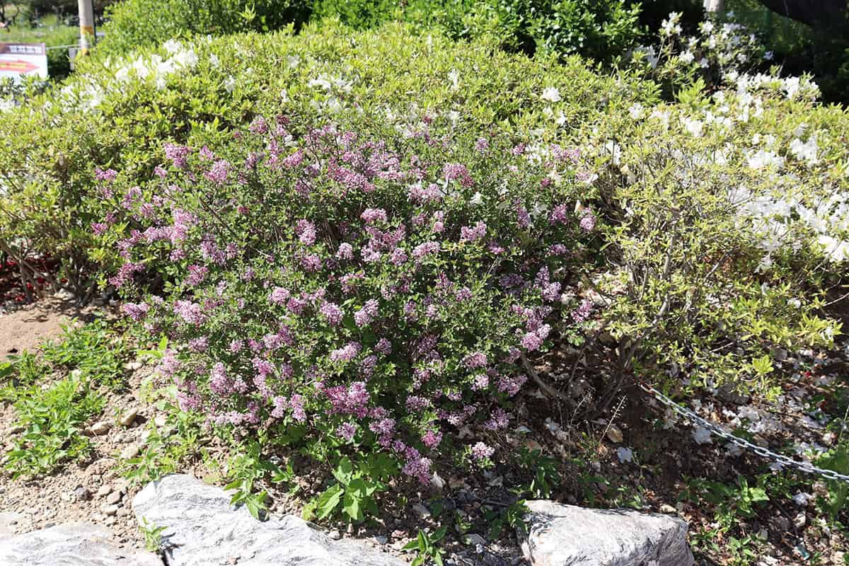 Dwarf Korean Lilac Tree