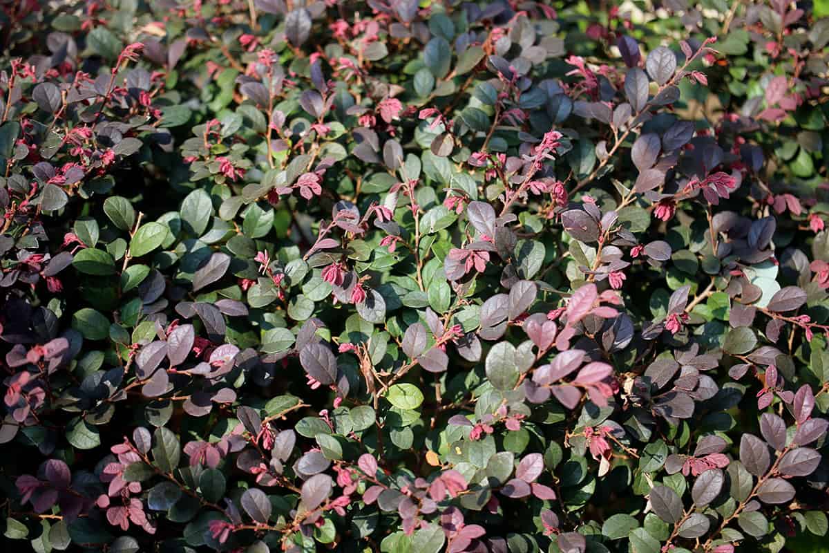 Dwarf Loropetalum (Loropetalum chinense ‘Purple Pixie’)