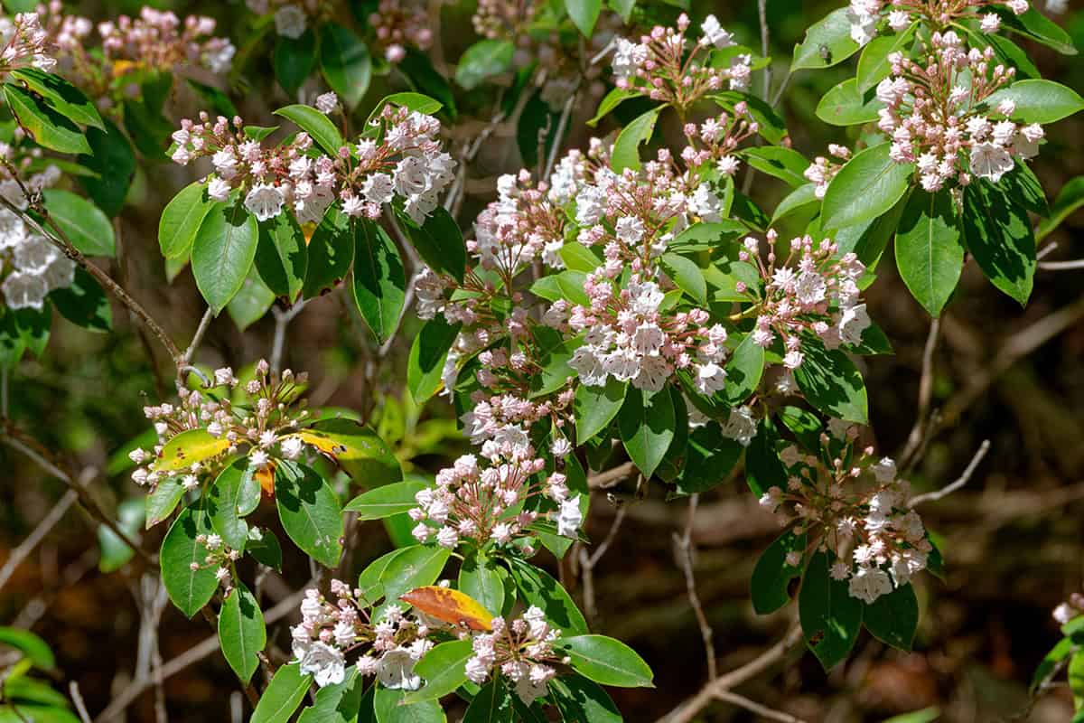 Dwarf Mountain Laurel (Kalmia latifolia ‘Elf’)