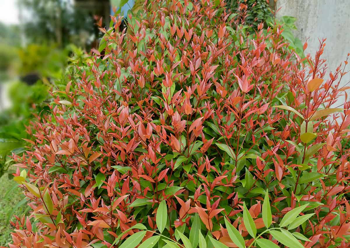Dwarf Nandina (Heavenly Bamboo)