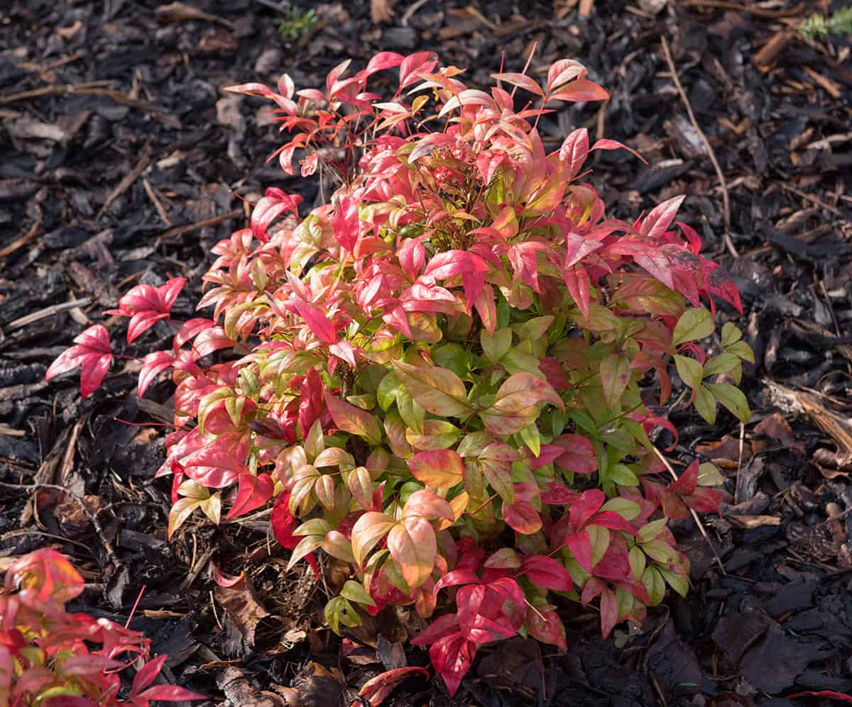 Dwarf Nandina (Nandina domestica ‘Gulf Stream’ Or ‘Firepower’)