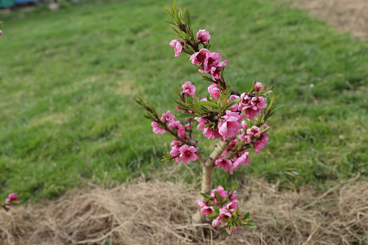 Dwarf Peach Tree (Prunus persica ‘Bonanza’ or ‘Pix Zee’)