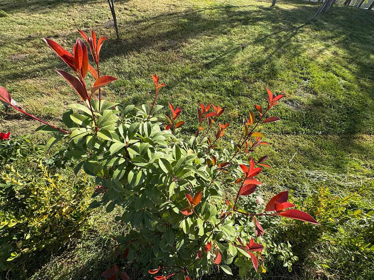 Dwarf Photinia (Photinia x fraseri ‘Little Red Robin’)