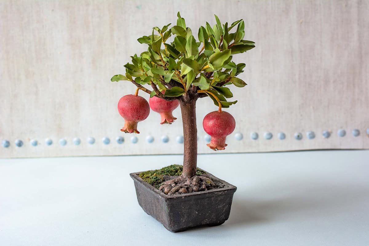 Dwarf Pomegranate (Punica granatum ‘Nana’)