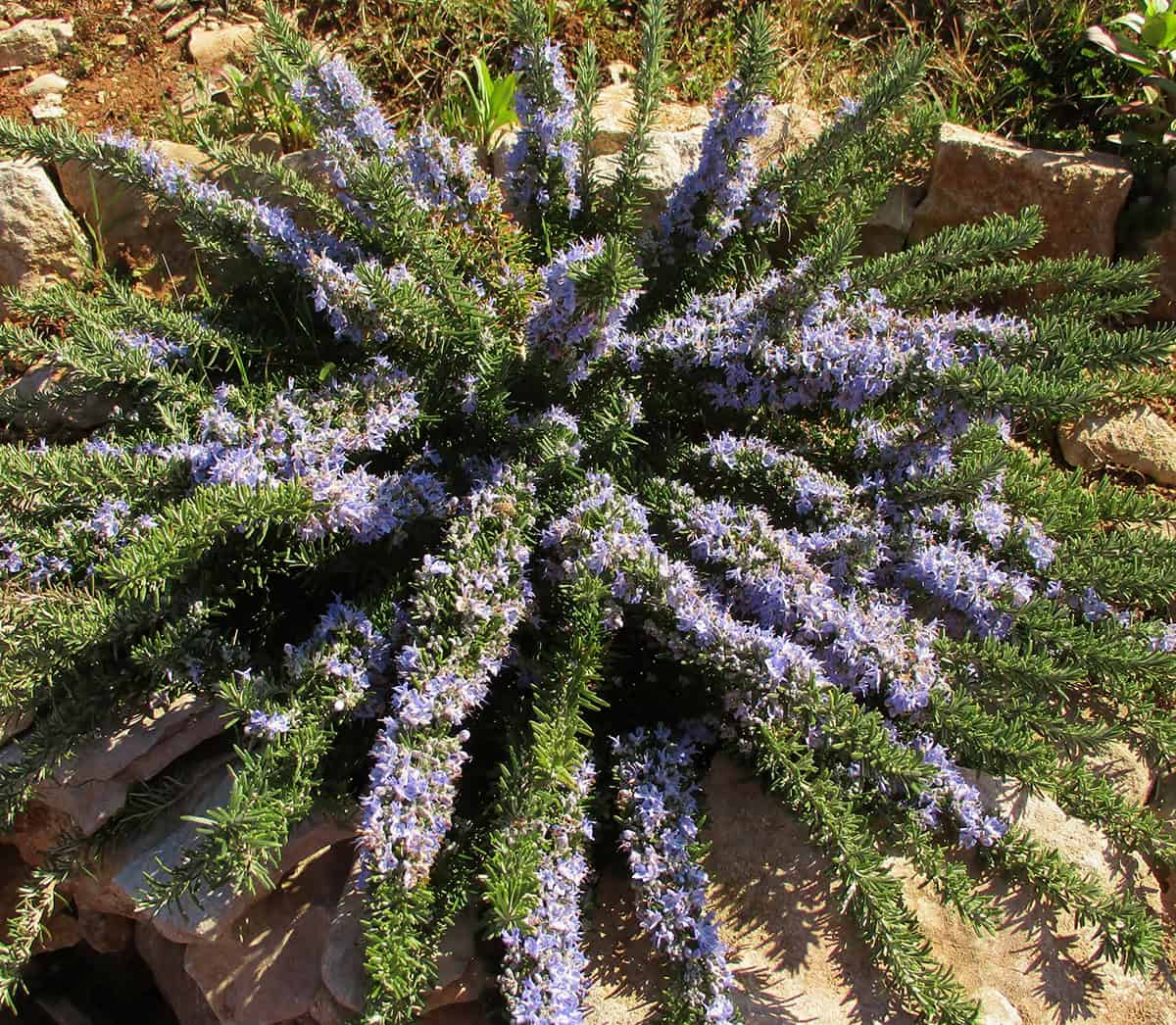 Dwarf Rosemary (Rosmarinus officinalis ‘Blue Boy’ Or ‘Prostratus’)