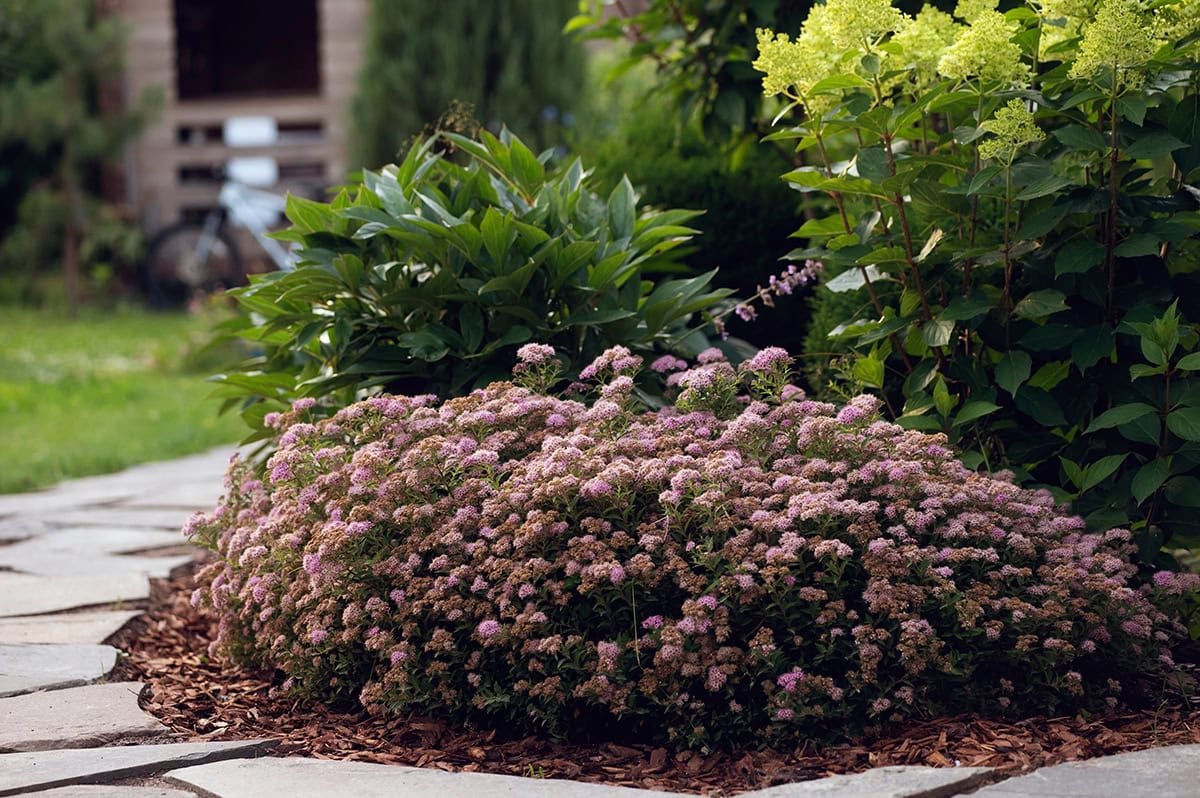 Dwarf Spirea (Spiraea japonica ‘Little Princess’, ‘Goldflame’)