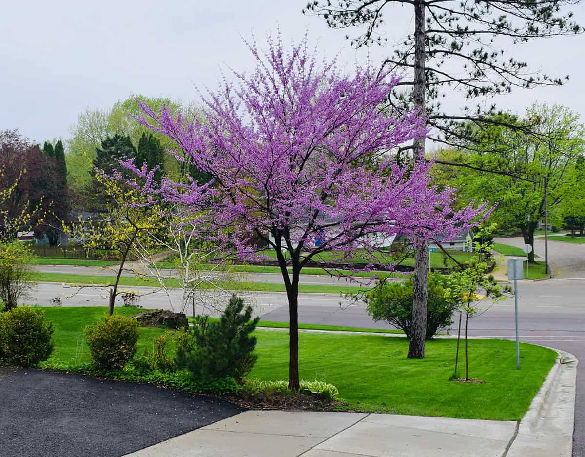 Eastern Redbud (Cercis canadensis)