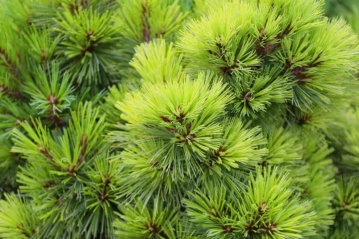 Eastern White Pine (Pinus strobus)