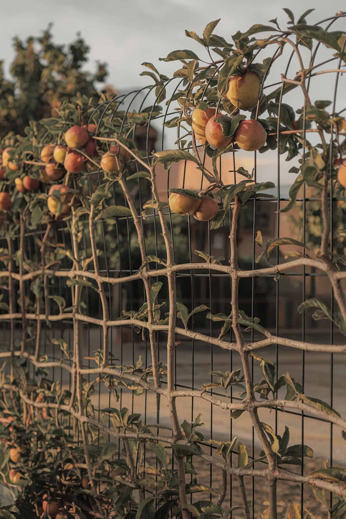Espaliered Fruit Trees Along Fences
