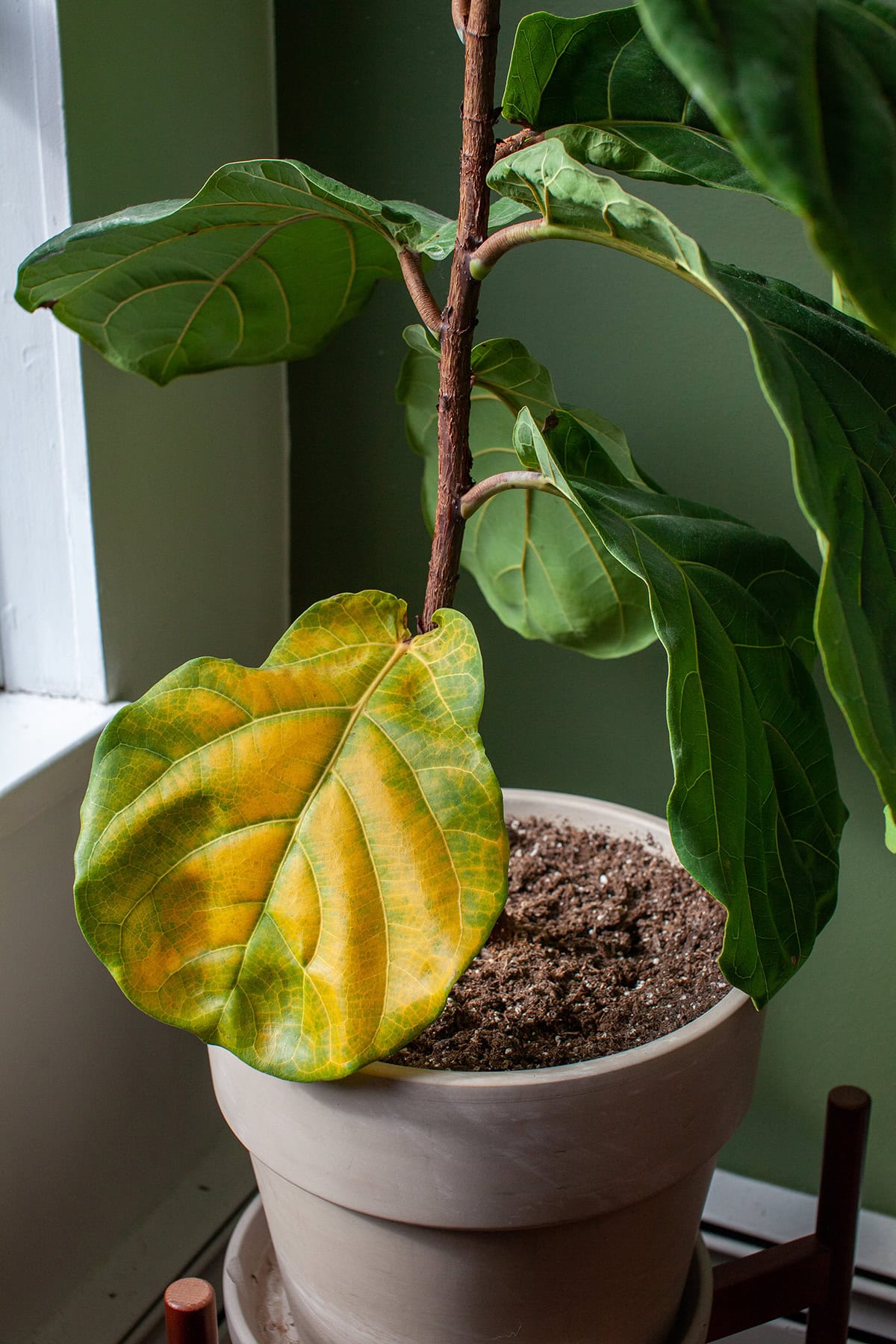 Fiddle Leaf Common Problems & Troubleshooting