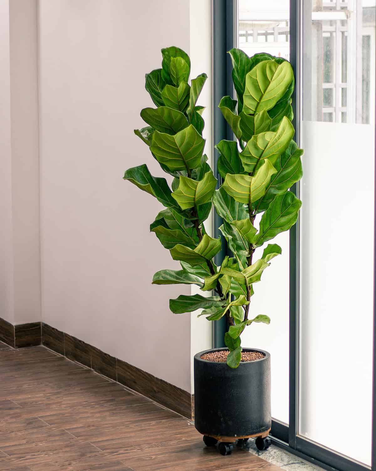 Fiddle Leaf Light