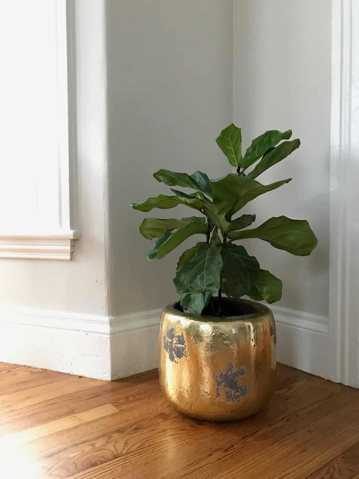 Fiddle Leaf Potting And Repotting