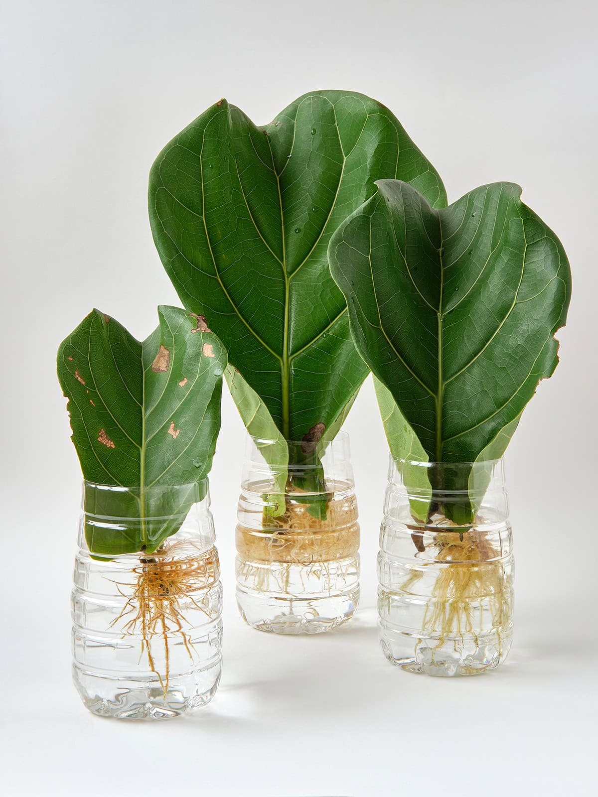 Fiddle Leaf Propagation