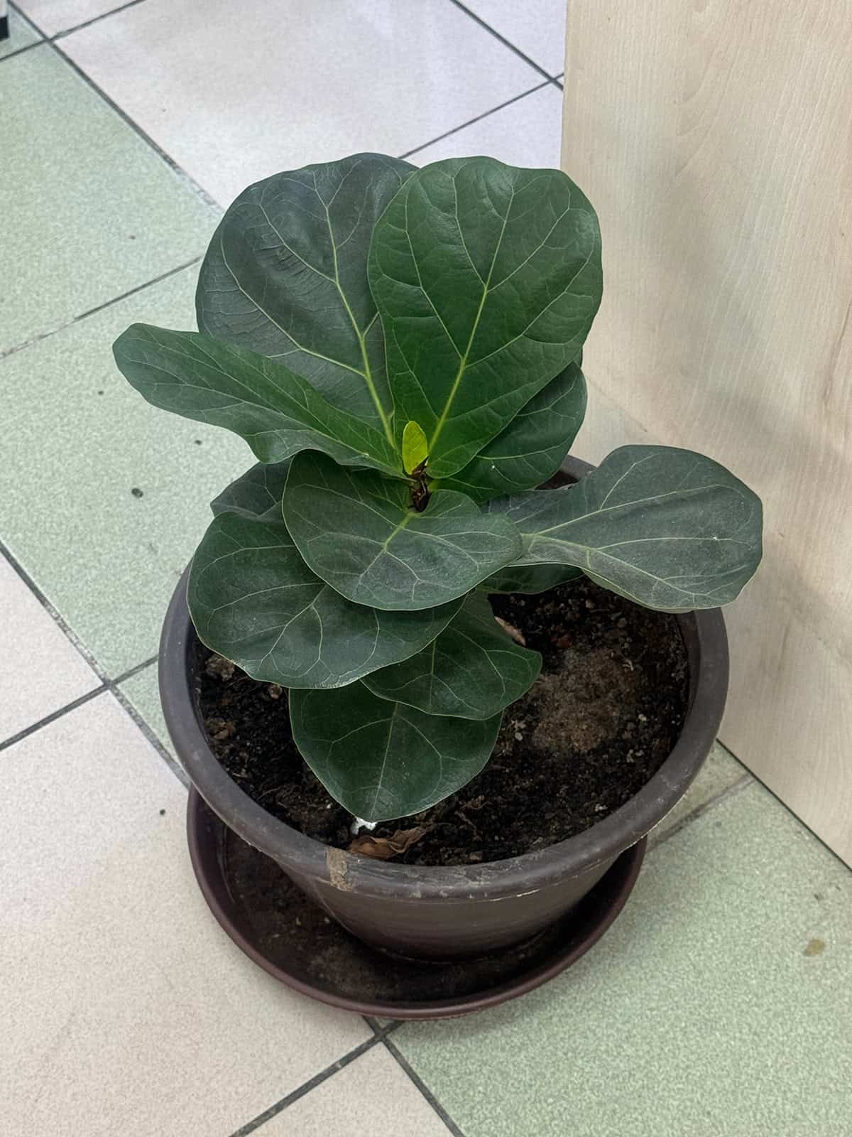 Fiddle Leaf Soil