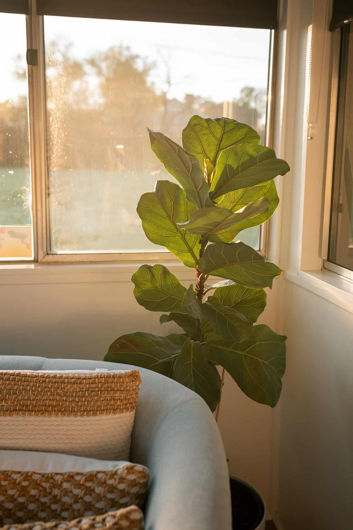 Fiddle Leaf Temperature And Humidity