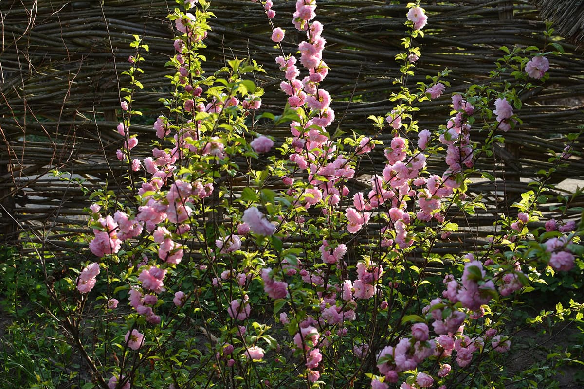 Flowering Almond (Prunus glandulosa—tree Form)