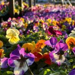 Flowers to Plant in August