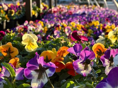 Flowers to Plant in August