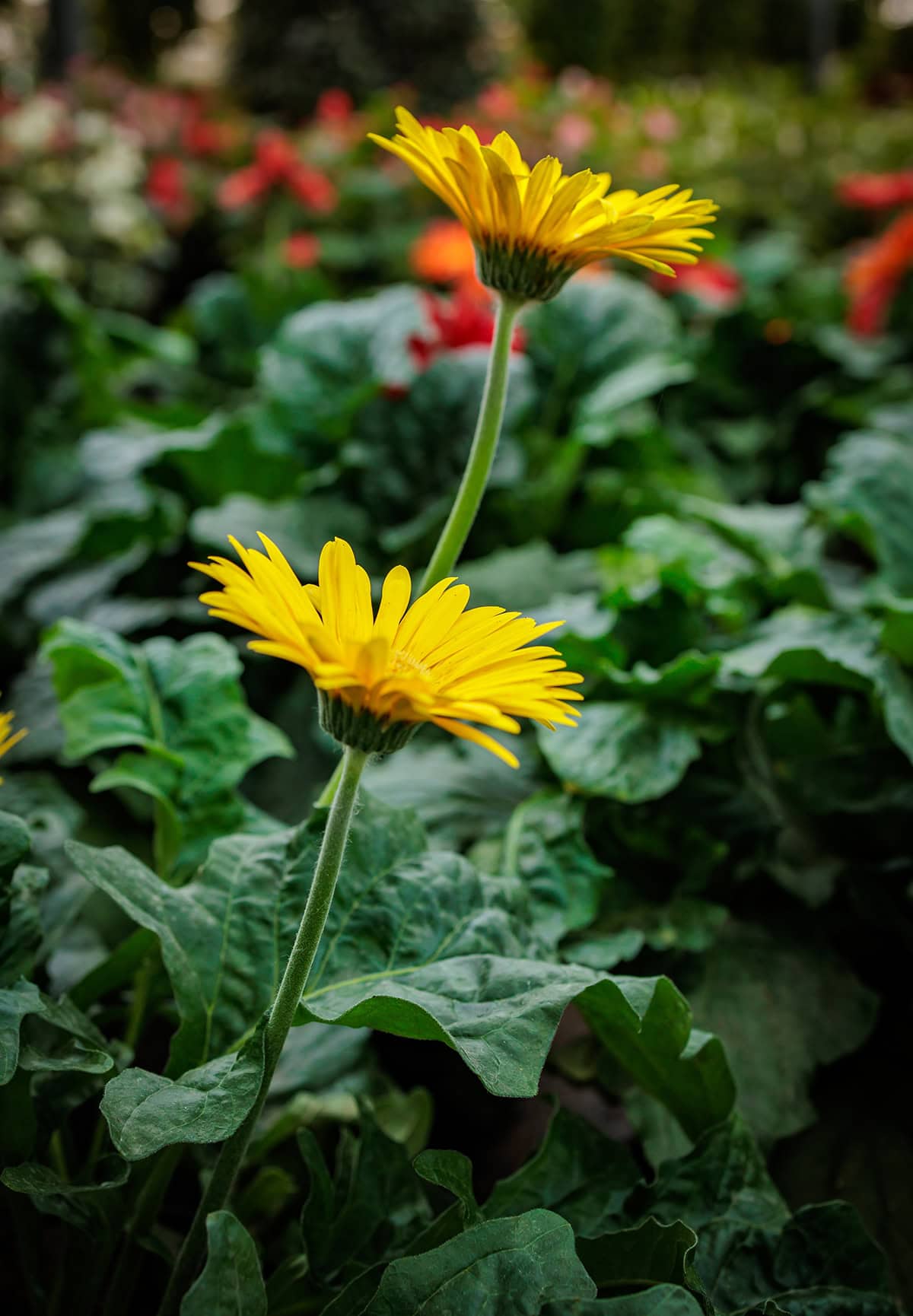 Gerbera Daisy Light
