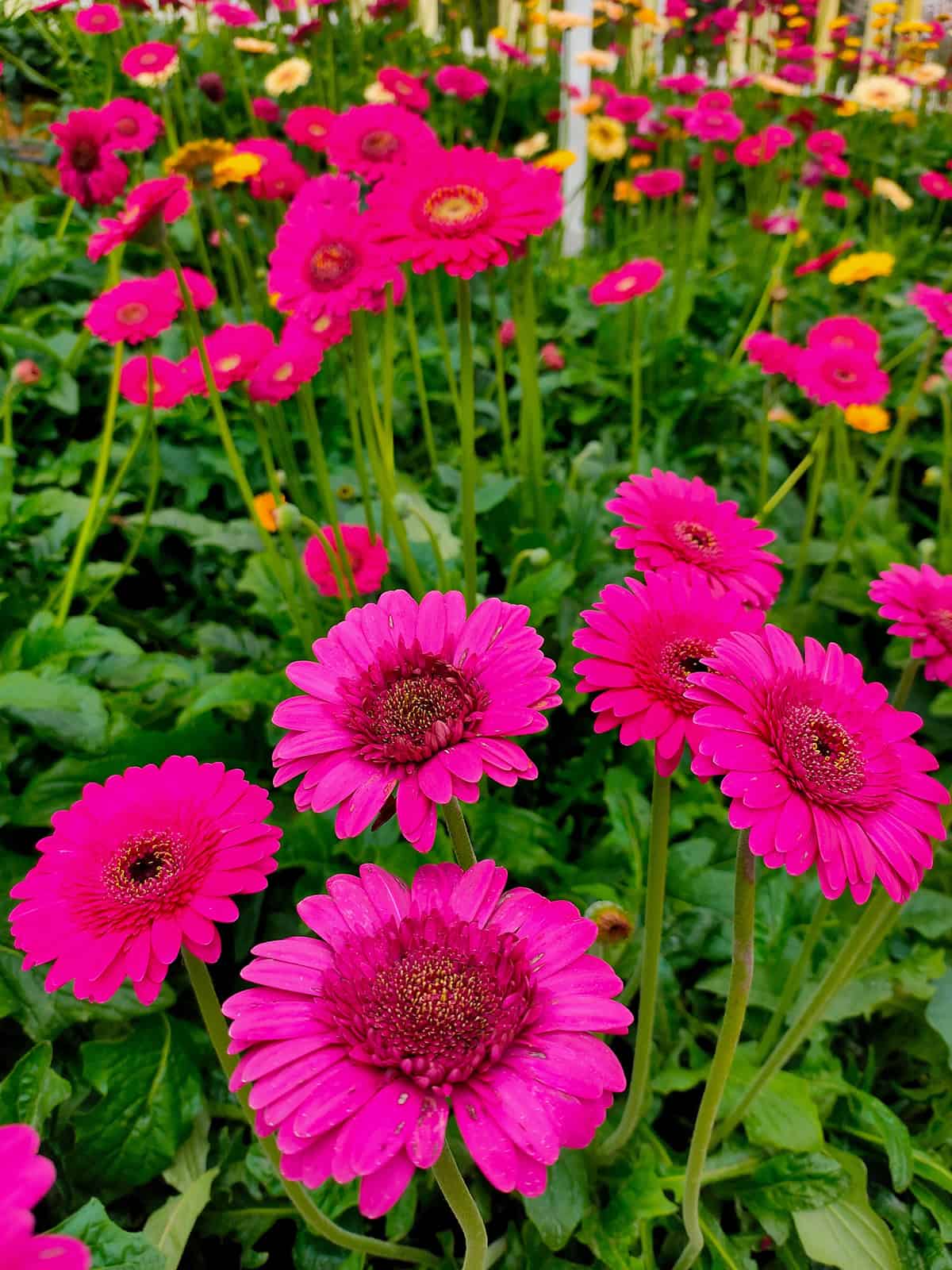 Gerbera Daisy Plant Varieties