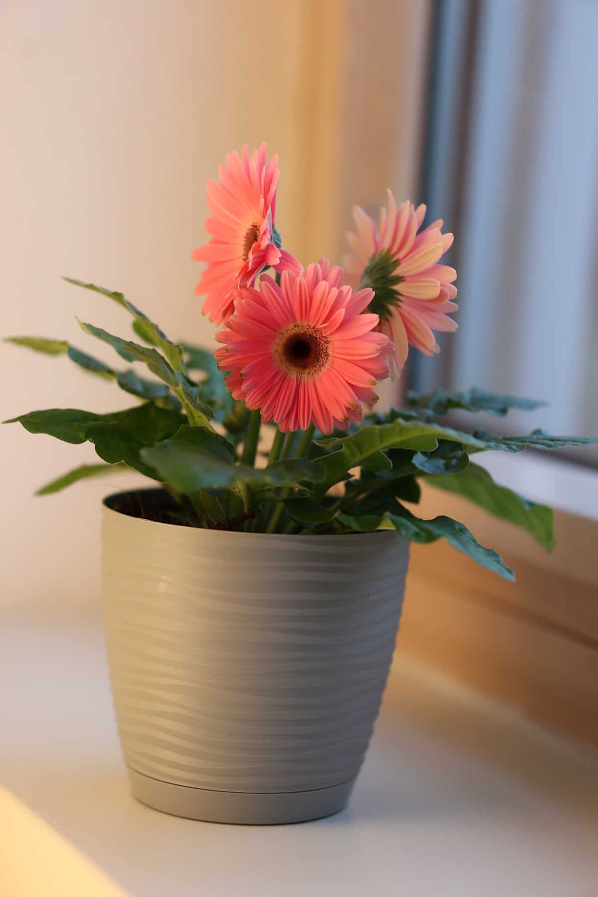 Gerbera Daisy Potting And Repotting