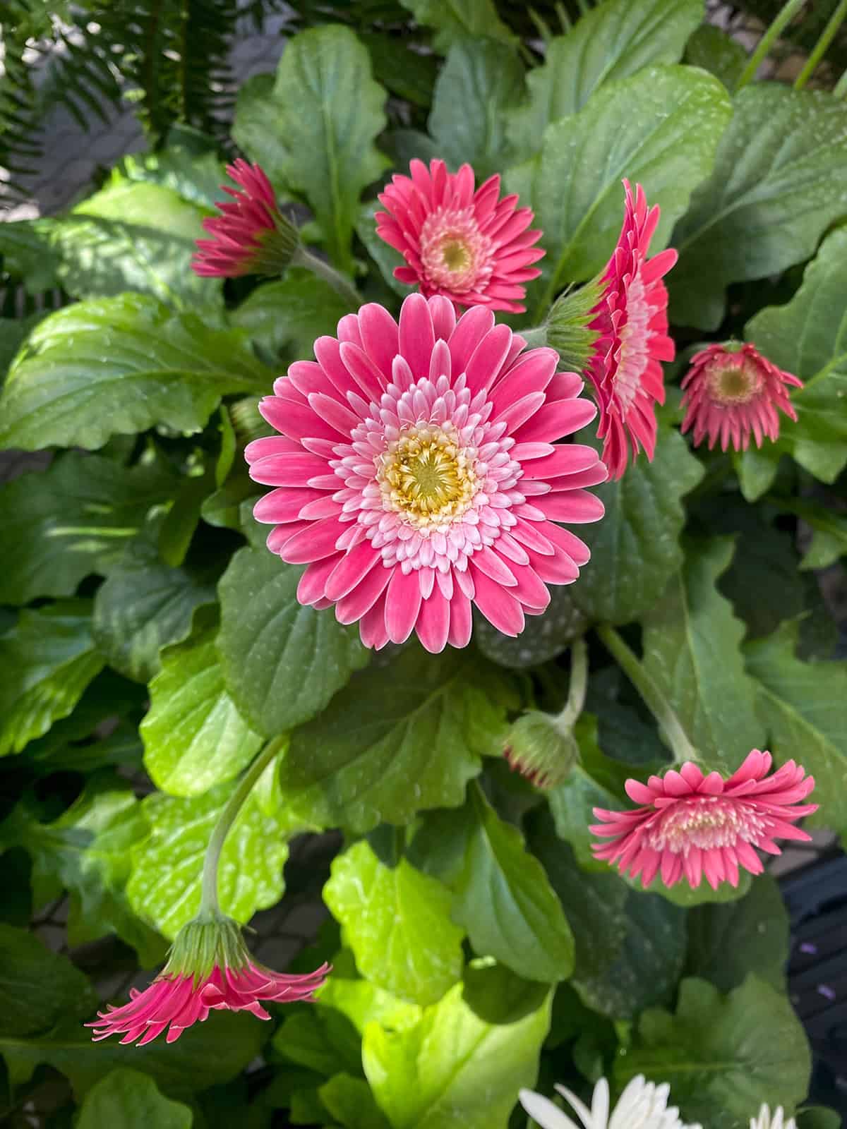 Gerbera Daisy Temperature And Humidity