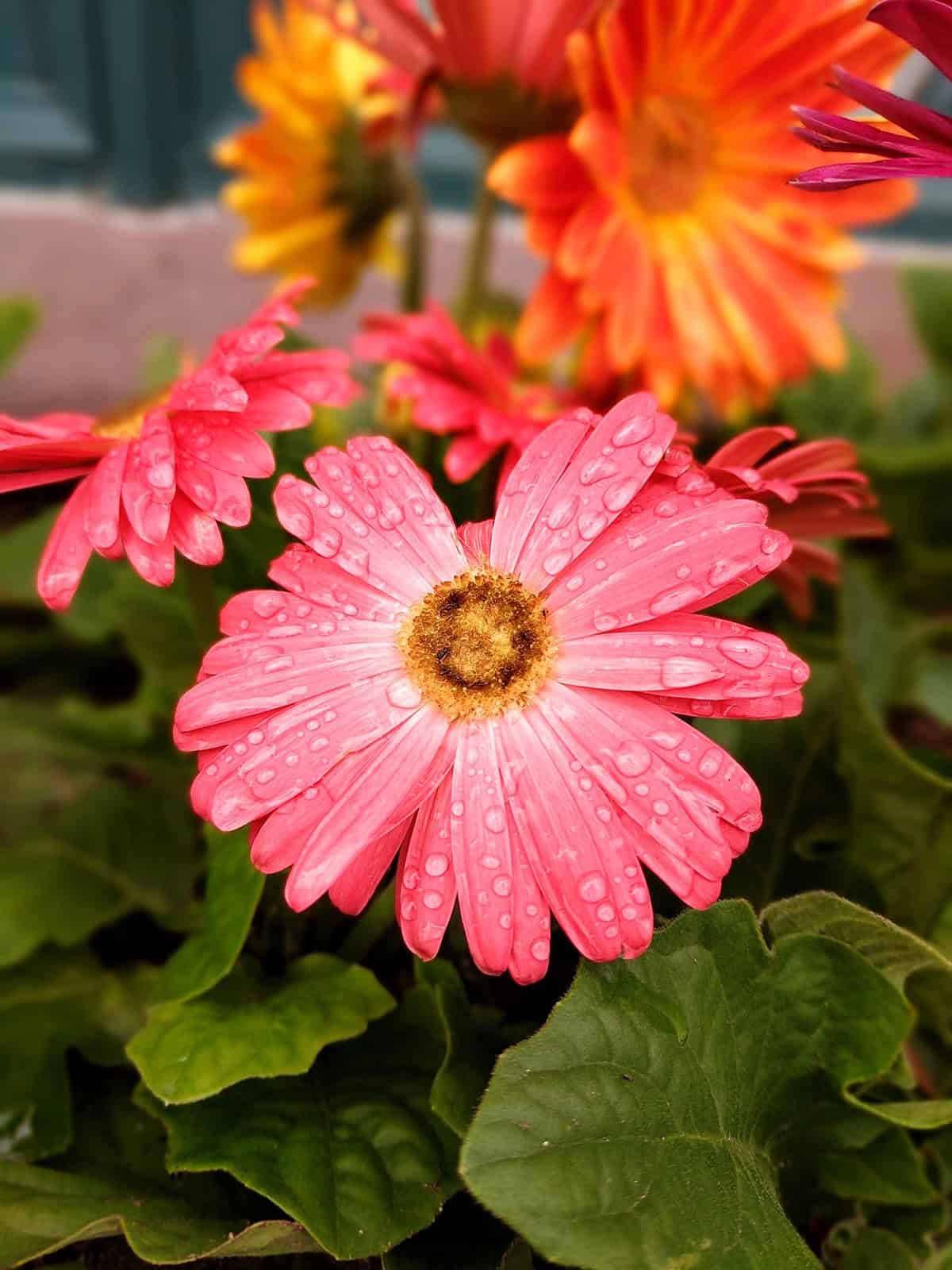Gerbera Daisy Water
