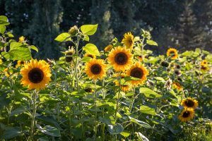 Growing Sunflowers Made Easy