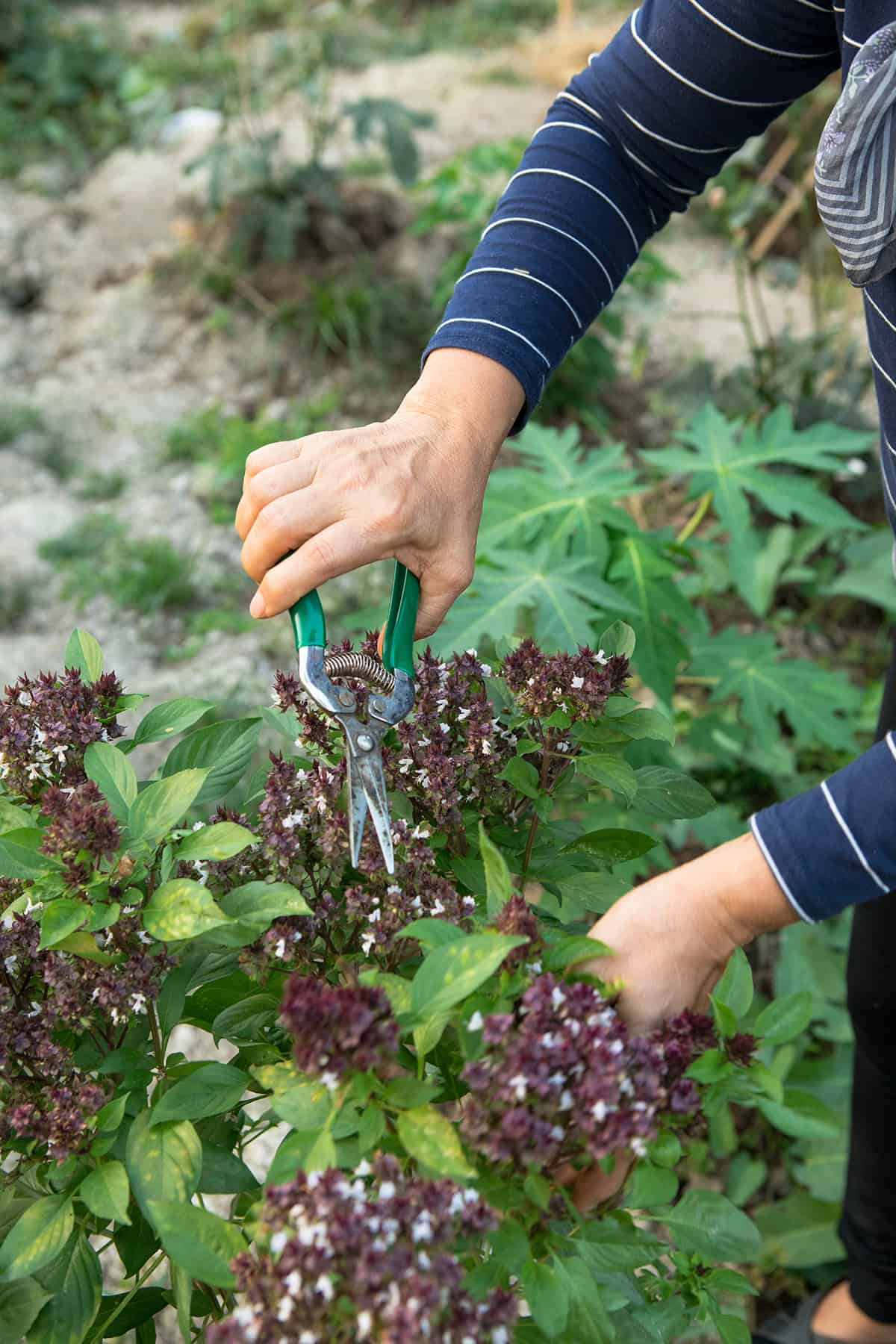 Harvesting Thai Basil