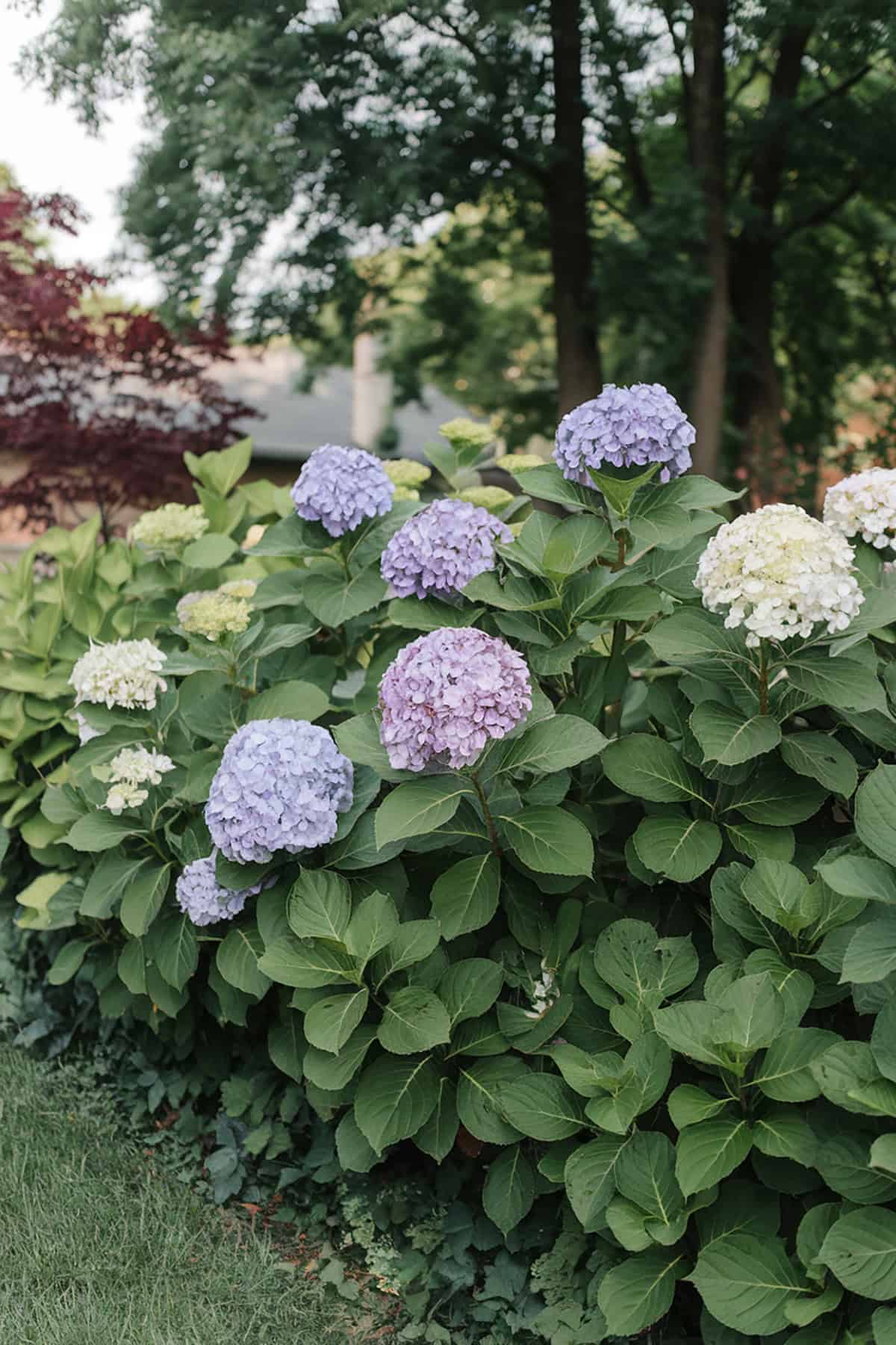 Hedge of Hydrangeas